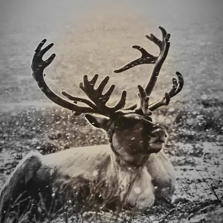 Lux Lapland Cranberry Center 61m2 Ski-in Ski-out 2 Bedr & 2 Bathr *