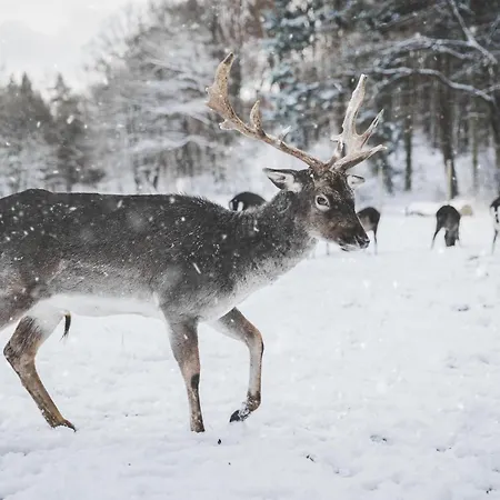 Apartamento Lux Lapland Cranberry Center 61m2 Ski-in Ski-out 2 Bedr & 2 Bathr Levi